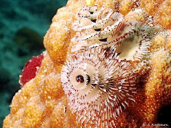 This photo of a pair of Christmas Tree Worms was taken wh... by Steven Anderson 